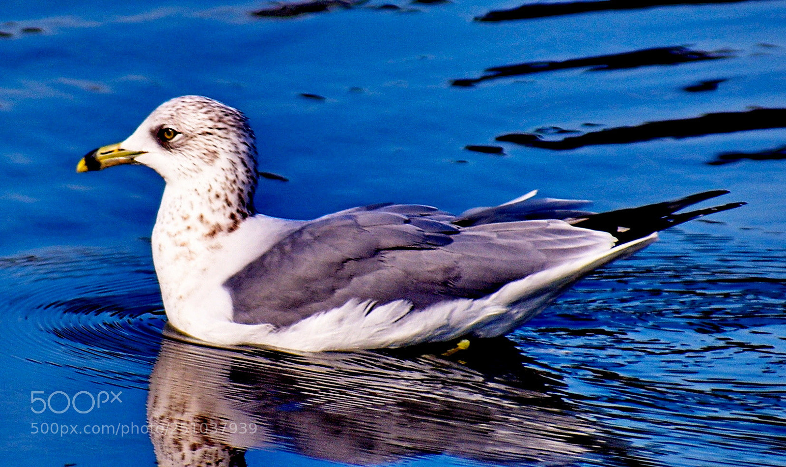 Nikon D7200 sample photo. Seagull swimming in the photography