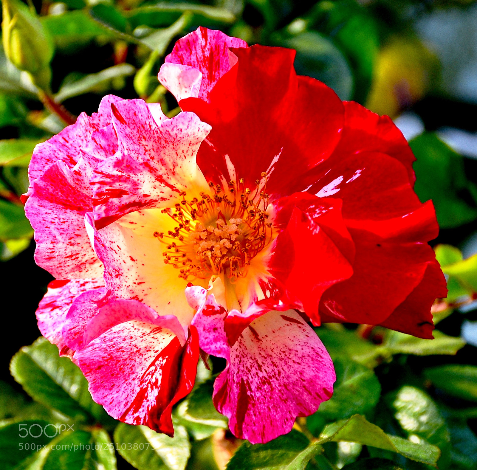 Nikon D7200 sample photo. A nice red carnation photography