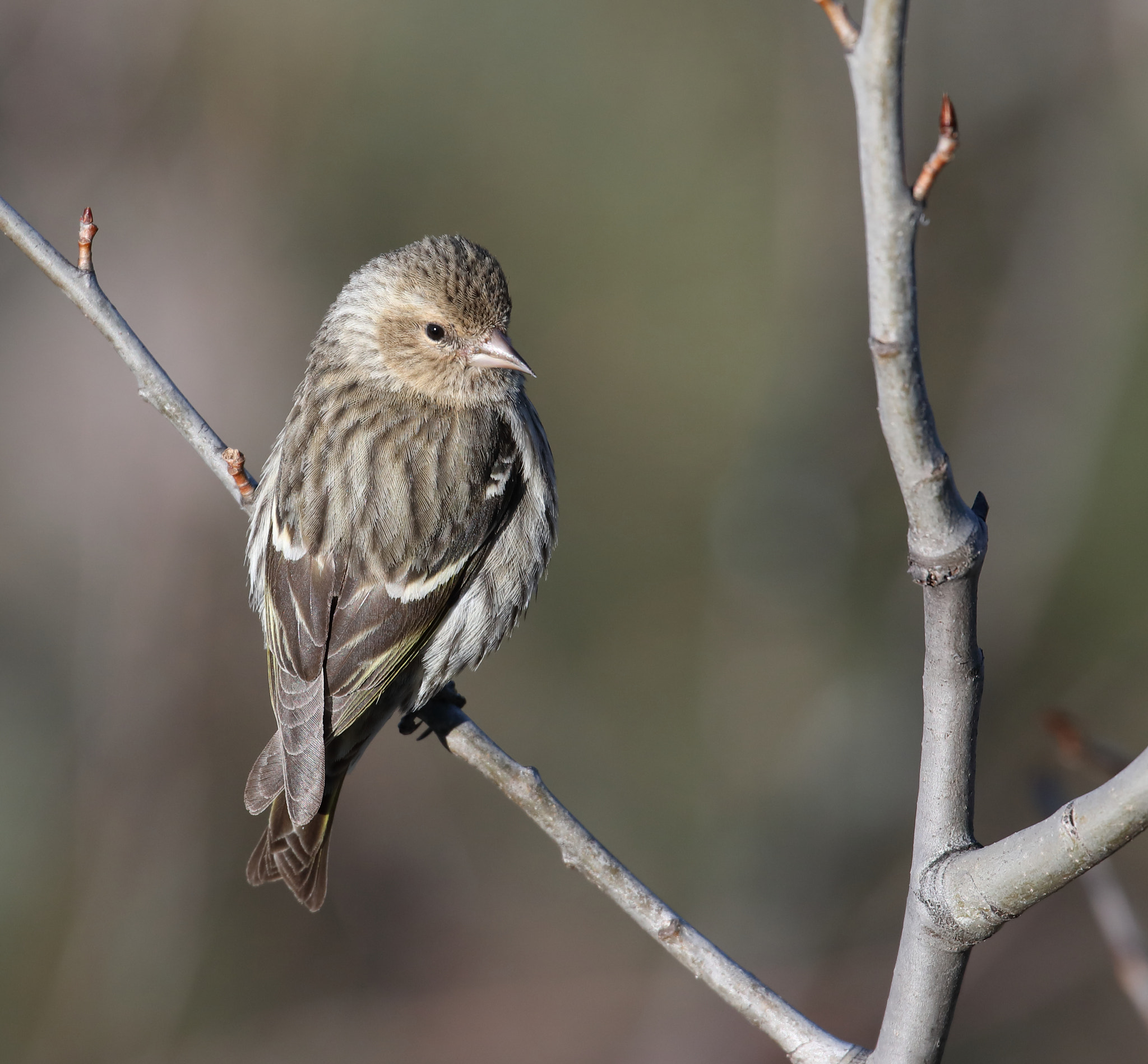 Canon EOS 5D Mark IV sample photo. Pine siskin photography