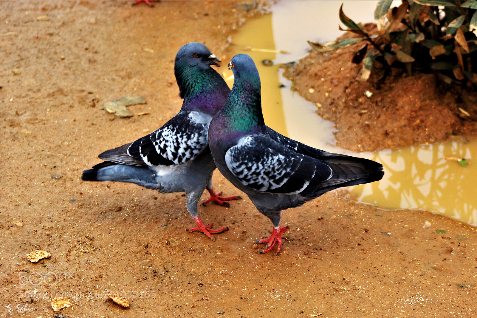 Canon EOS 600D (Rebel EOS T3i / EOS Kiss X5) sample photo. Birds photography