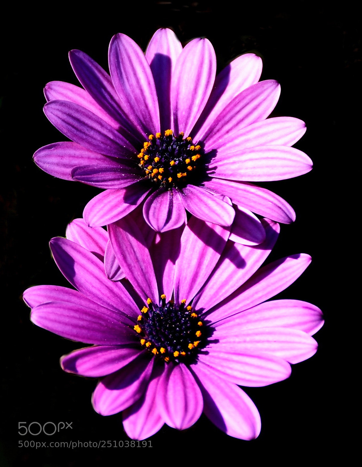 Nikon D7200 sample photo. Two purple daisies photography