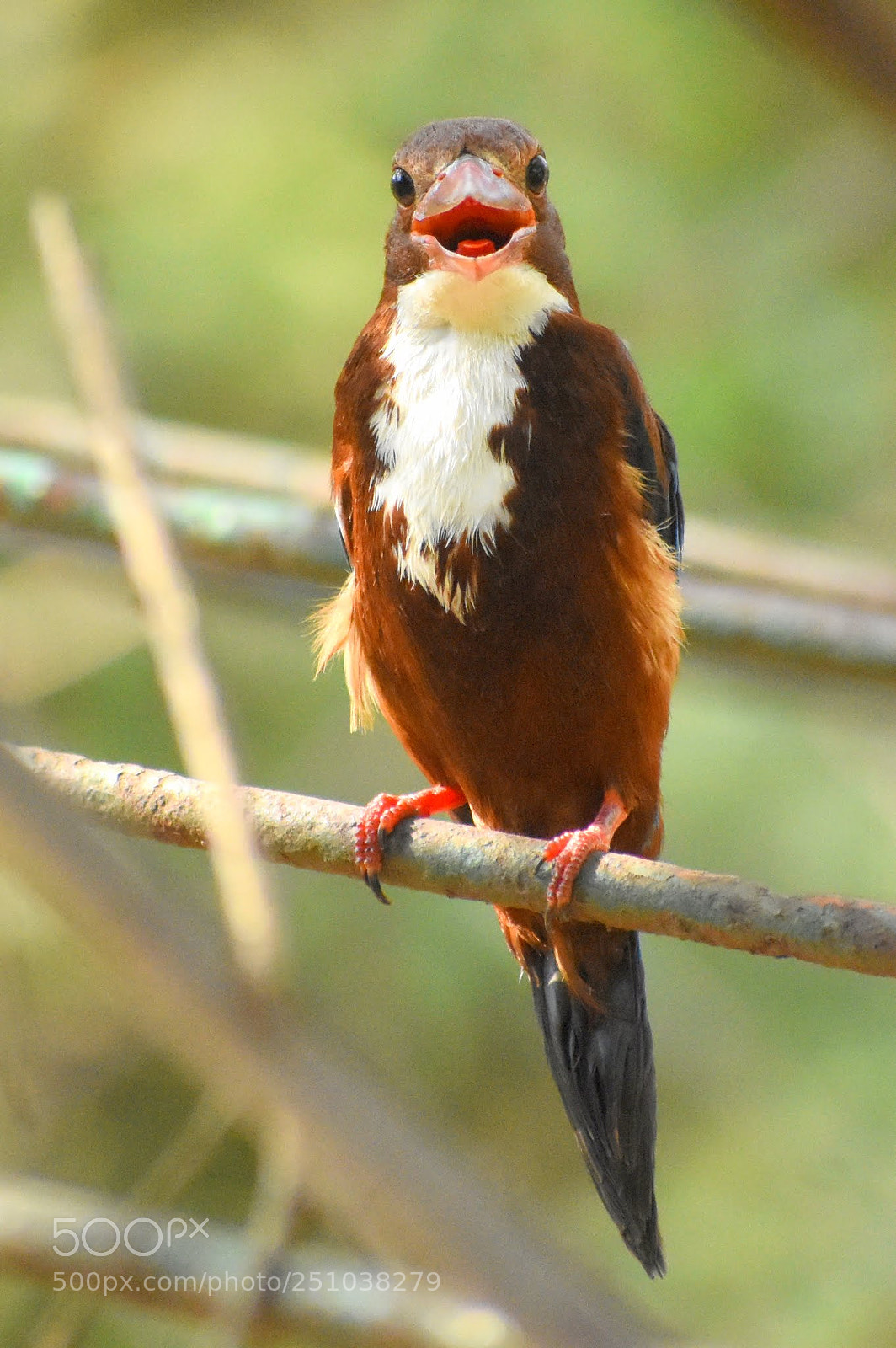 Nikon D7200 sample photo. White breasted kingfisher photography