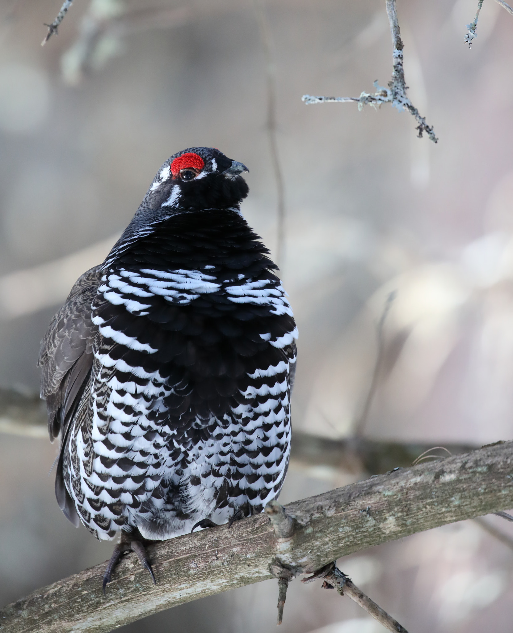 Canon EOS 5D Mark IV + Canon EF 100-400mm F4.5-5.6L IS II USM sample photo. Evil eye - spruce grouse (male) photography