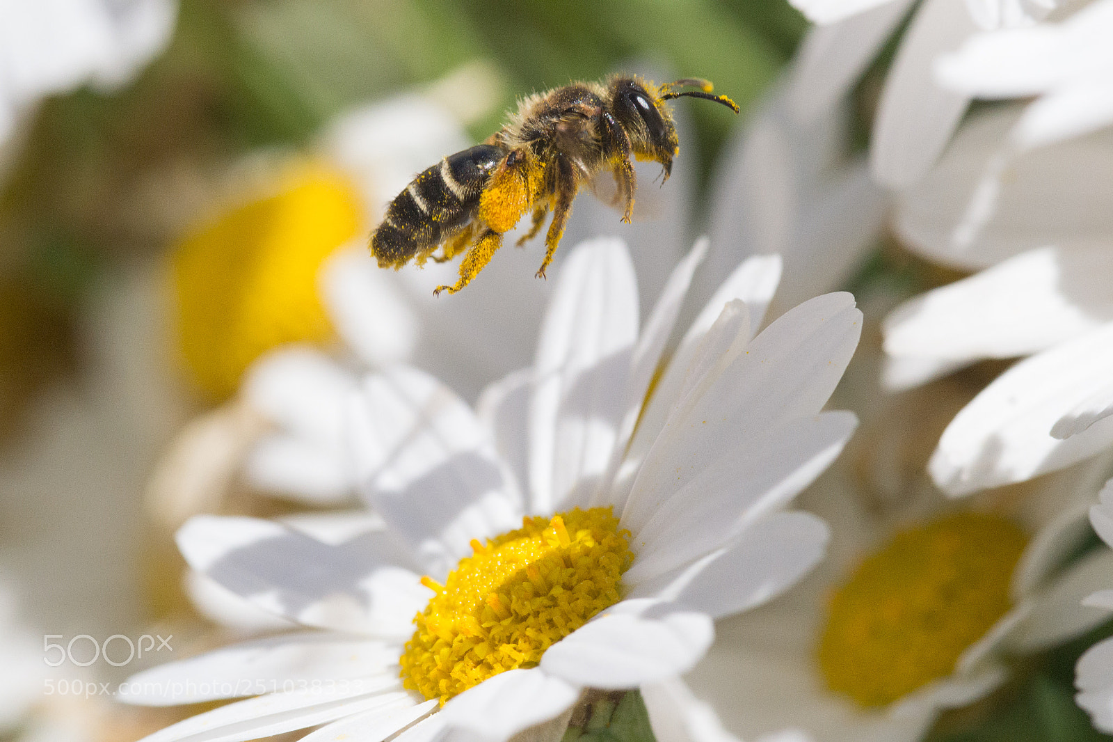 Nikon D3100 sample photo. Polleny bee photography