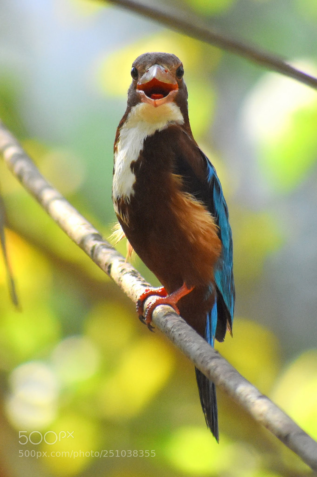 Nikon D7200 sample photo. Kingfisher photography