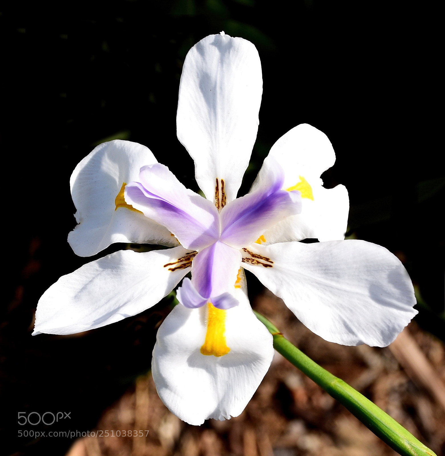 Nikon D7200 sample photo. A white iris in photography