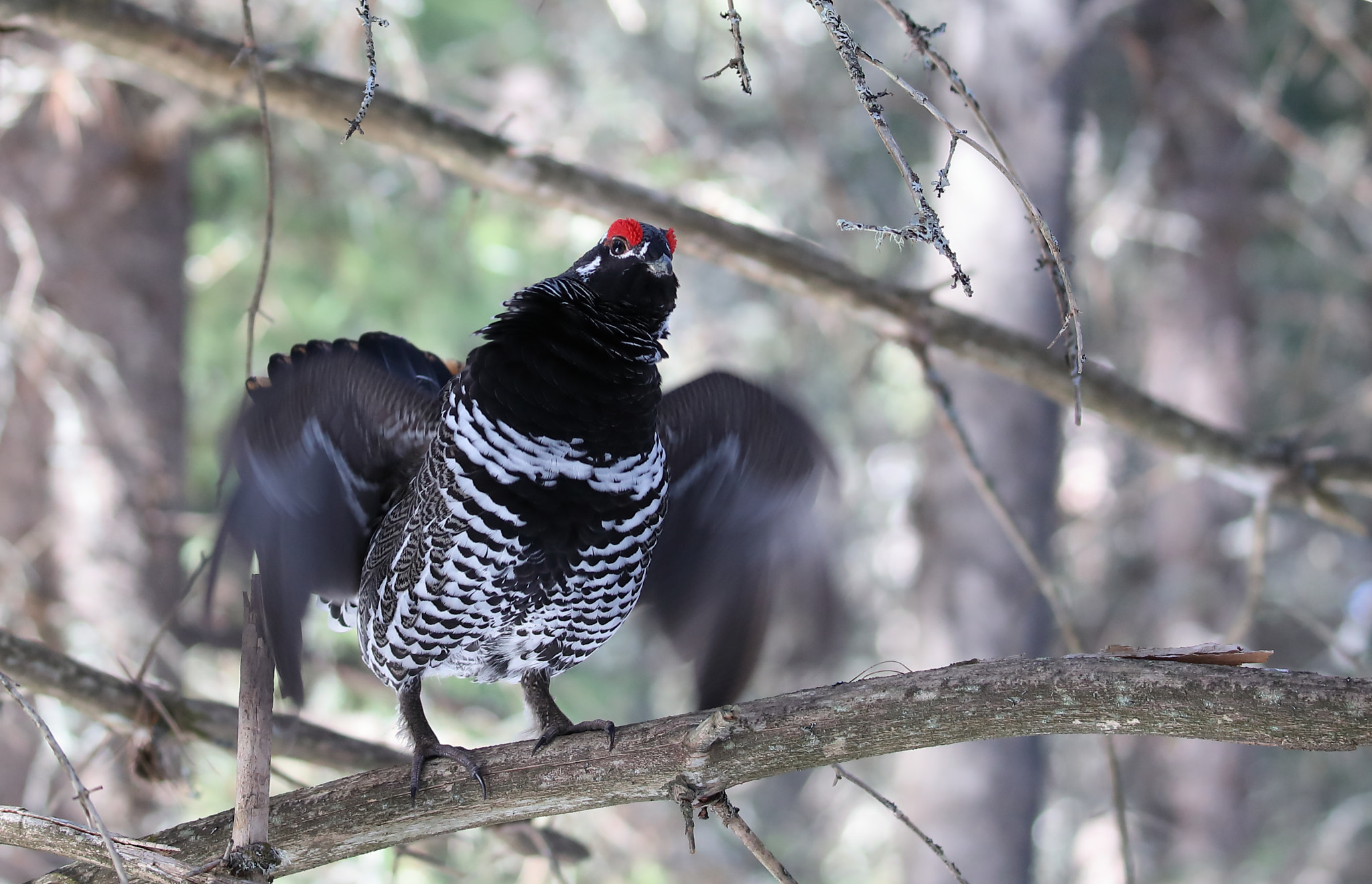 Canon EOS 5D Mark IV + Canon EF 100-400mm F4.5-5.6L IS II USM sample photo. Spruce grouse (male), displaying photography