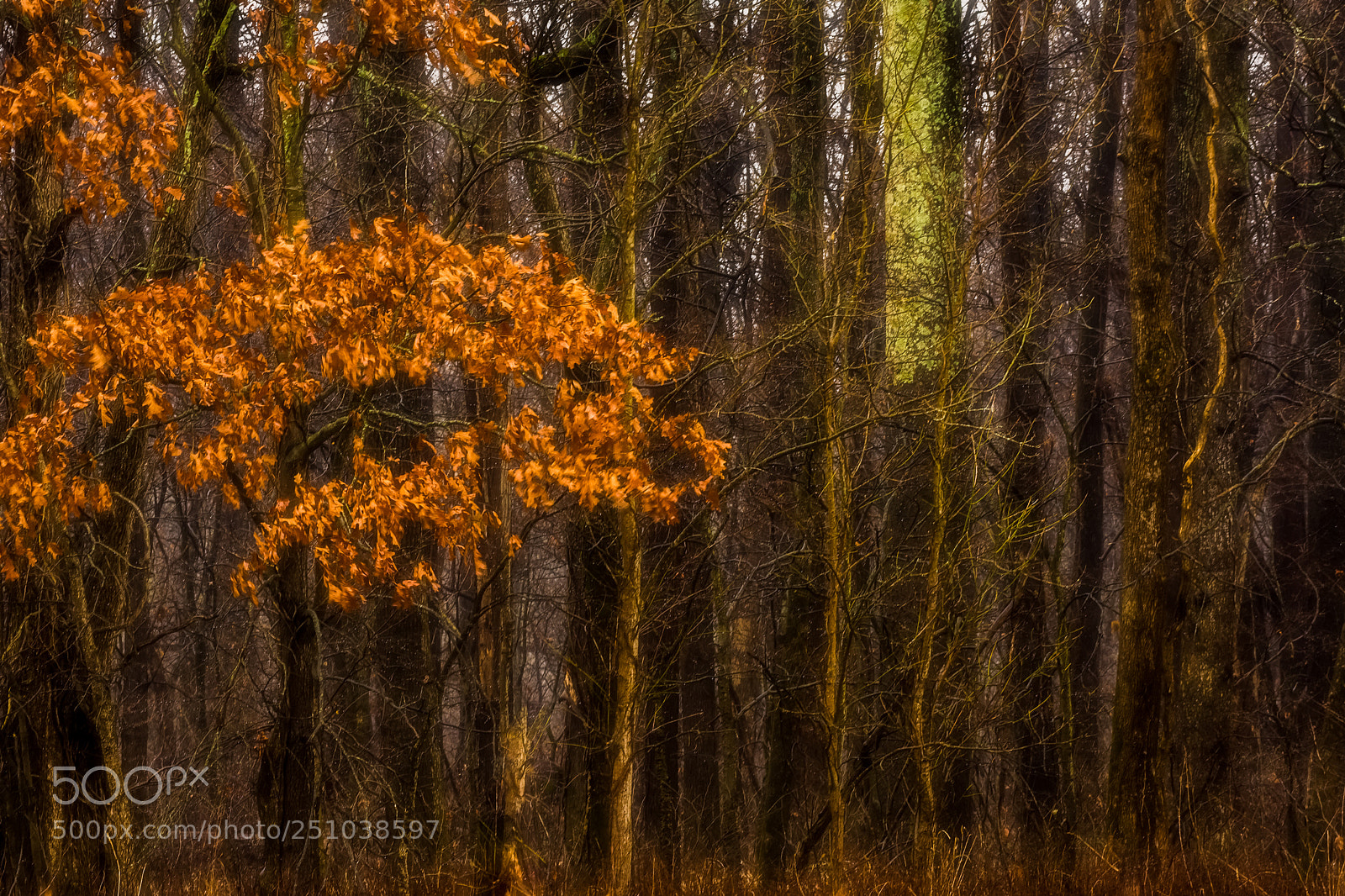 Nikon D7200 sample photo. Late fall photography