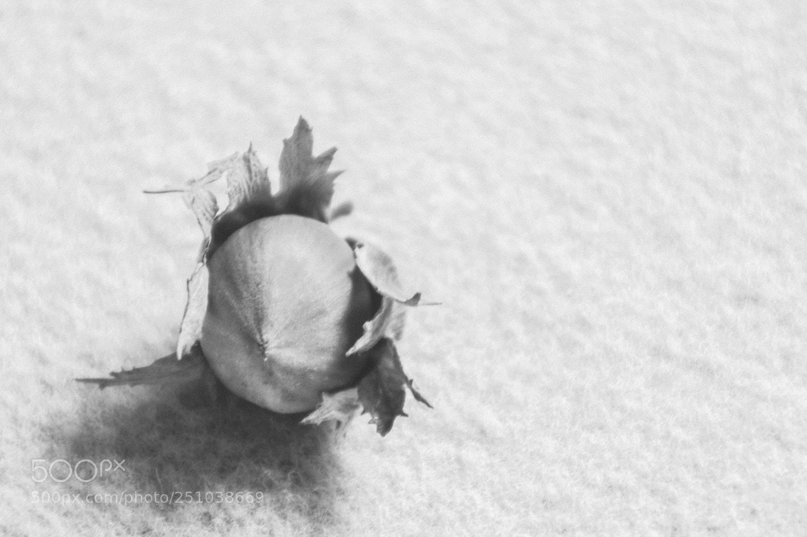 Canon EOS 450D (EOS Rebel XSi / EOS Kiss X2) sample photo. A piece of nature photography