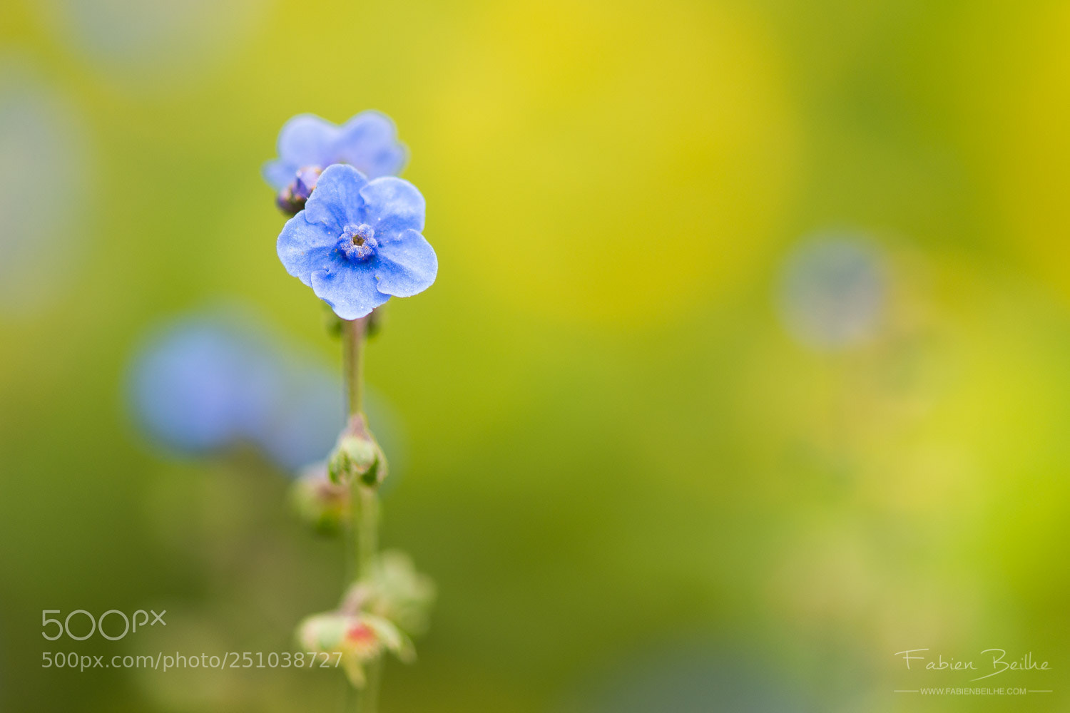 Nikon D610 sample photo. Little flower photography