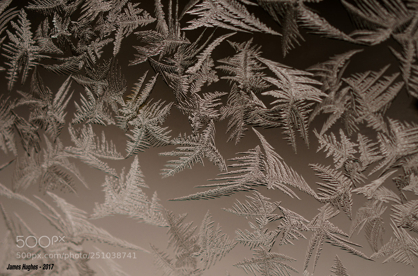 Nikon D5100 sample photo. Frost photography