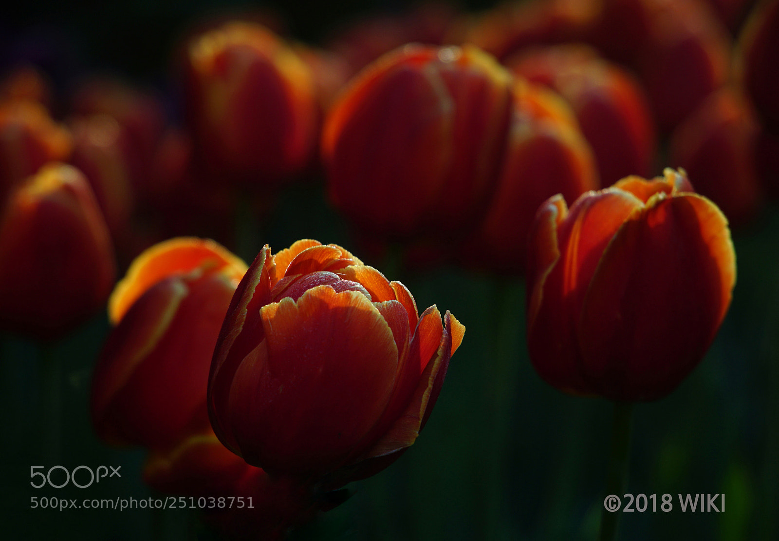 Sony a5100 sample photo. Tulip photography