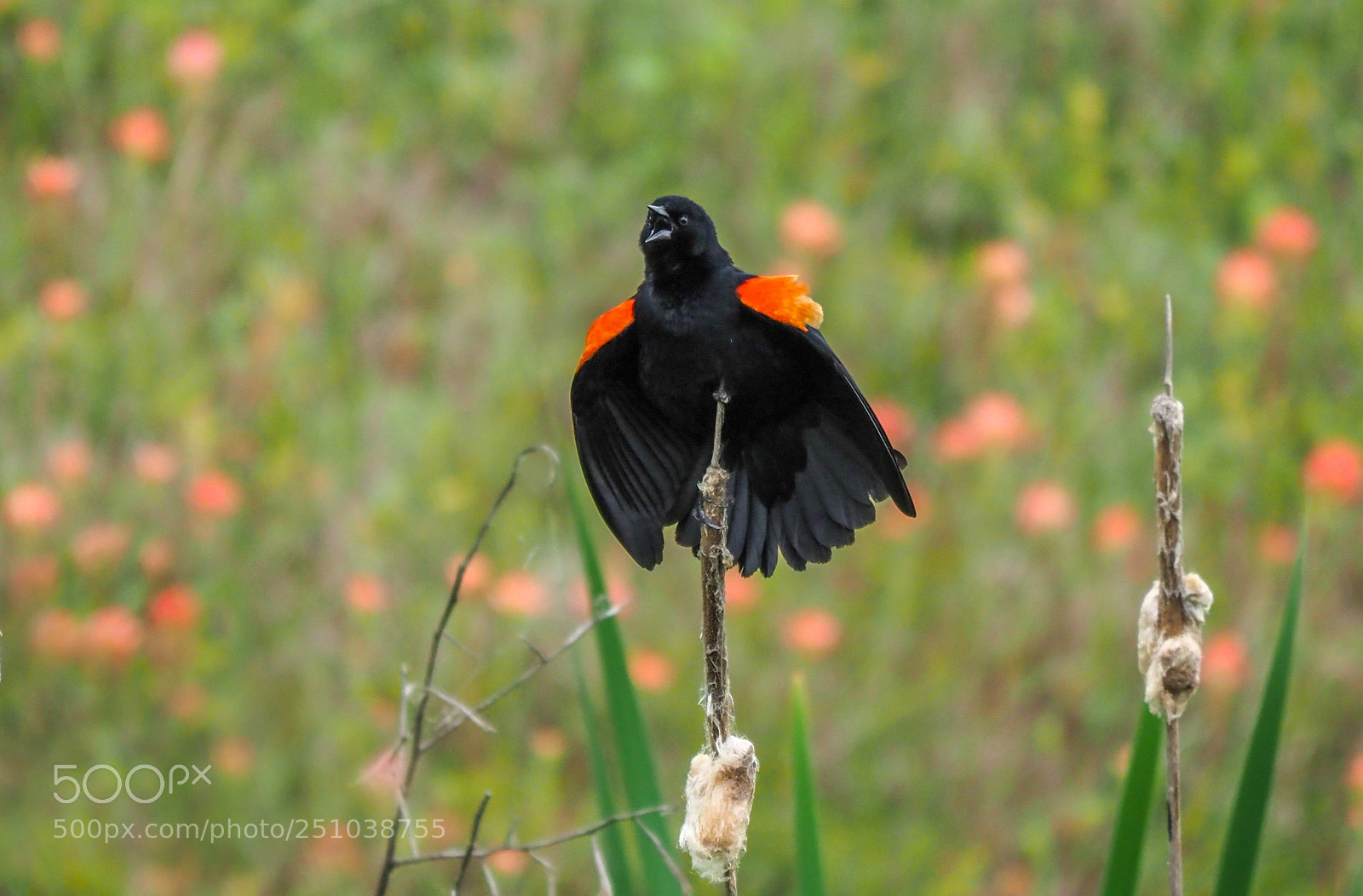 Olympus OM-D E-M1 Mark II sample photo. Red-winged blackbird photography