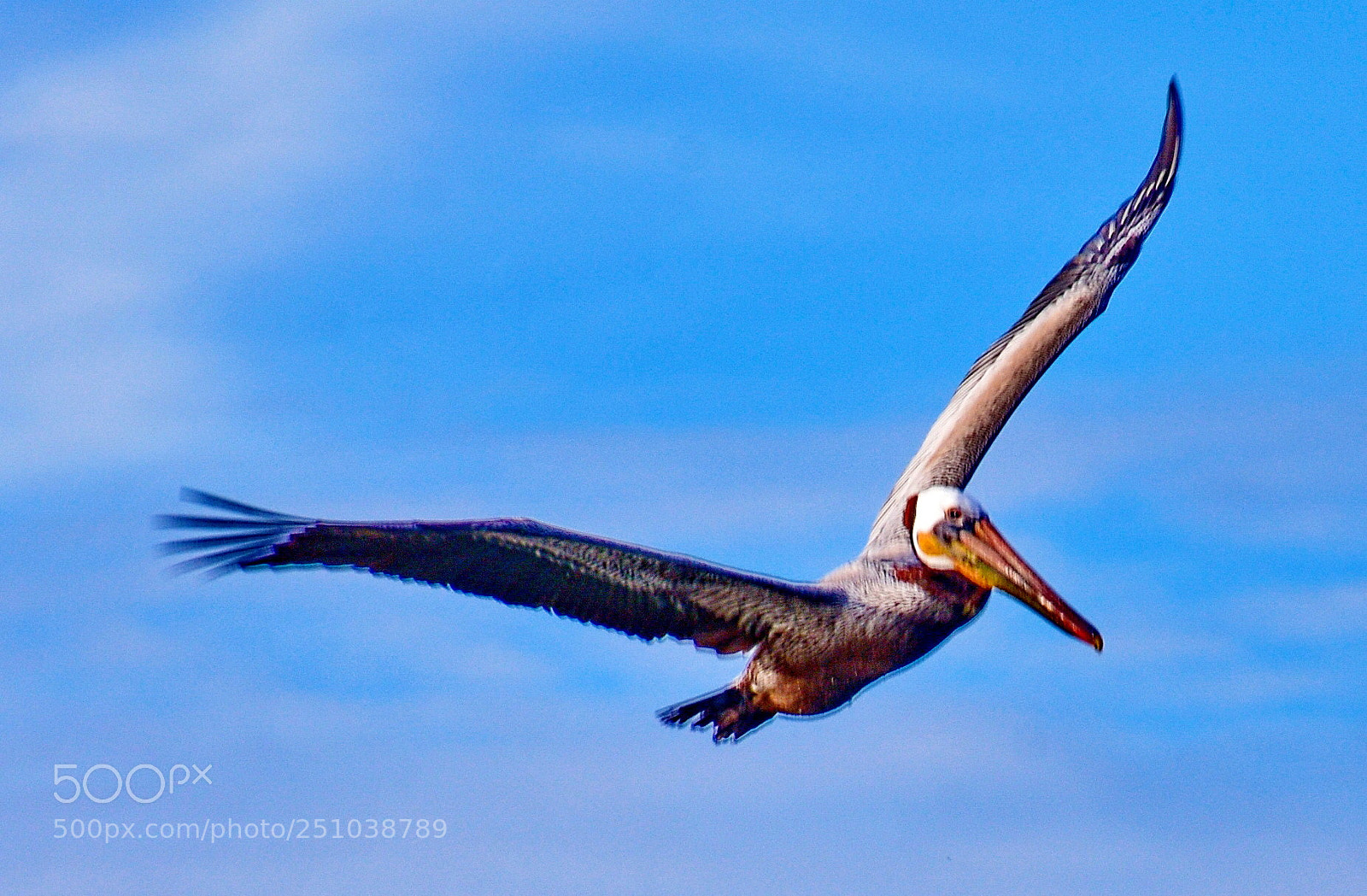 Nikon D7200 sample photo. Pelican flying in marina photography