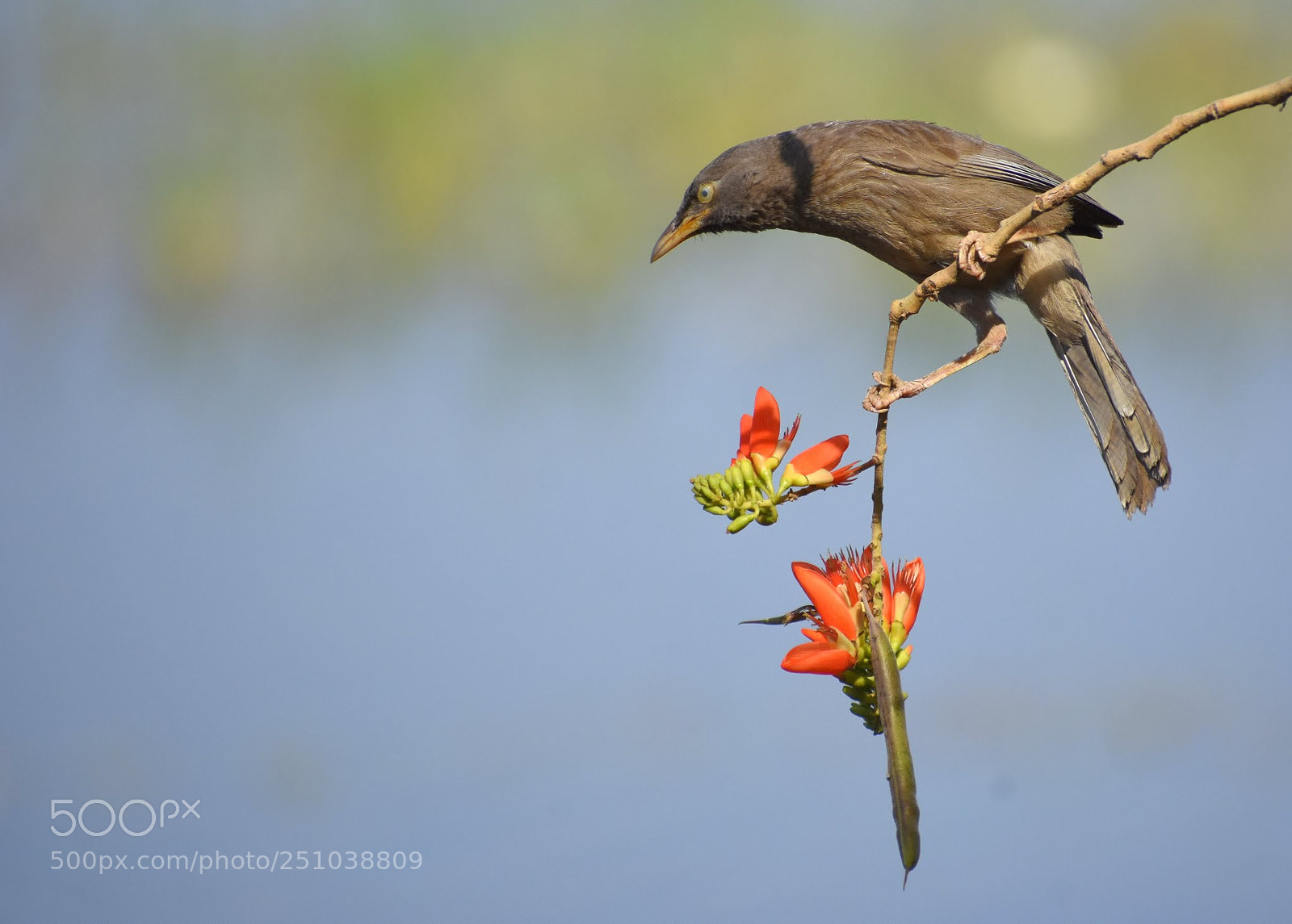 Nikon D7200 sample photo. Jungle babbler photography