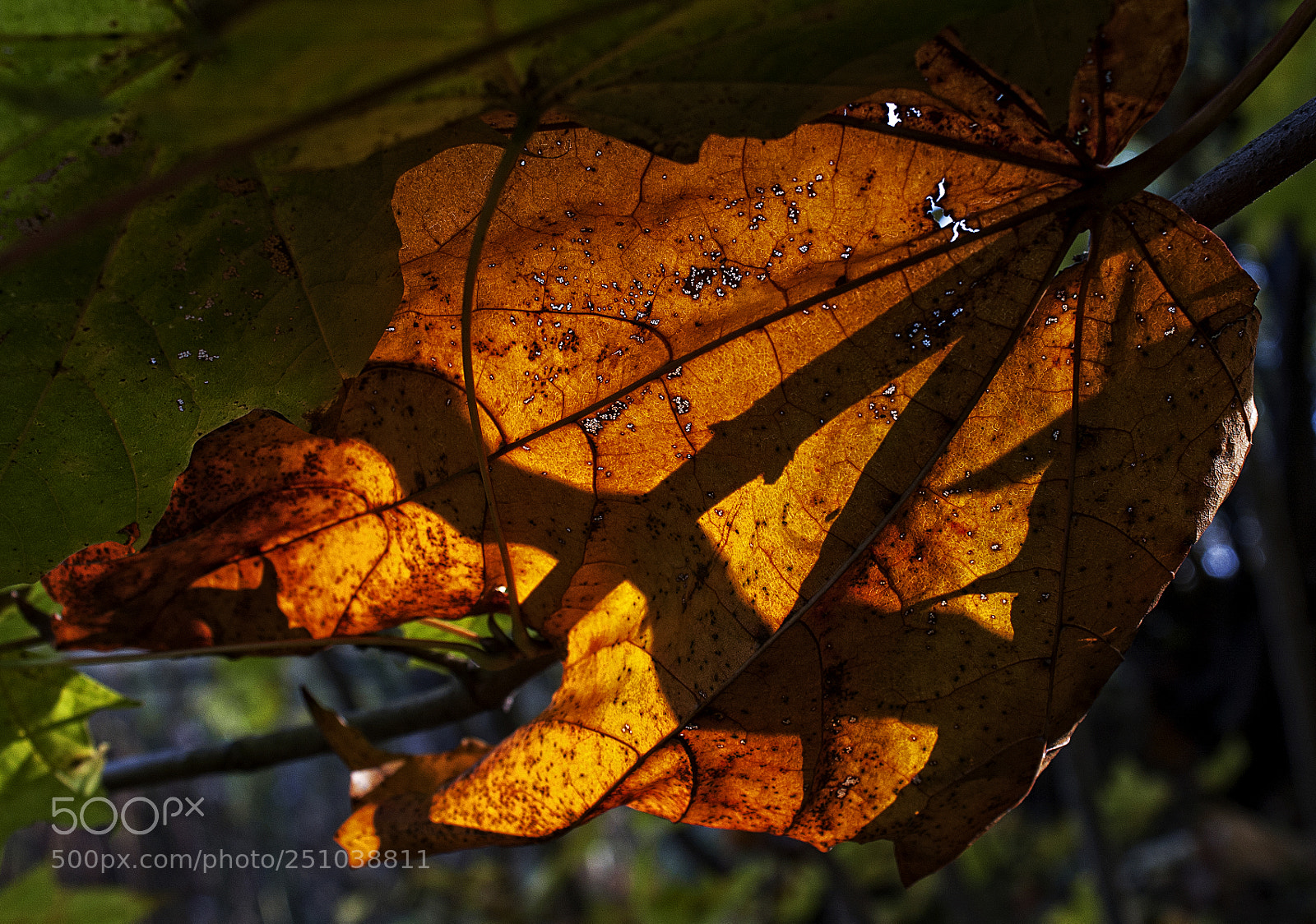 Canon EOS 40D sample photo. The lantern of the photography