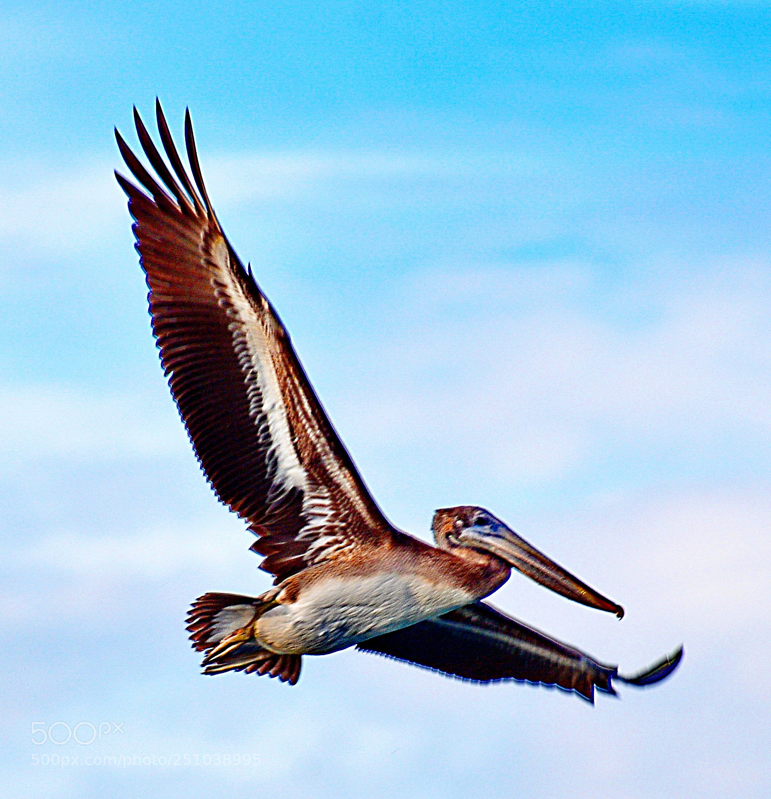 Nikon D7200 sample photo. Pelican flying in marina photography