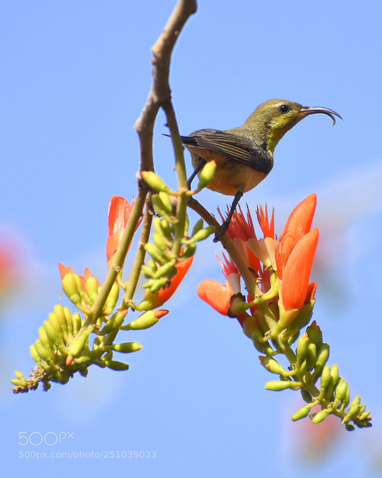 Nikon D7200 sample photo. Sunbird photography