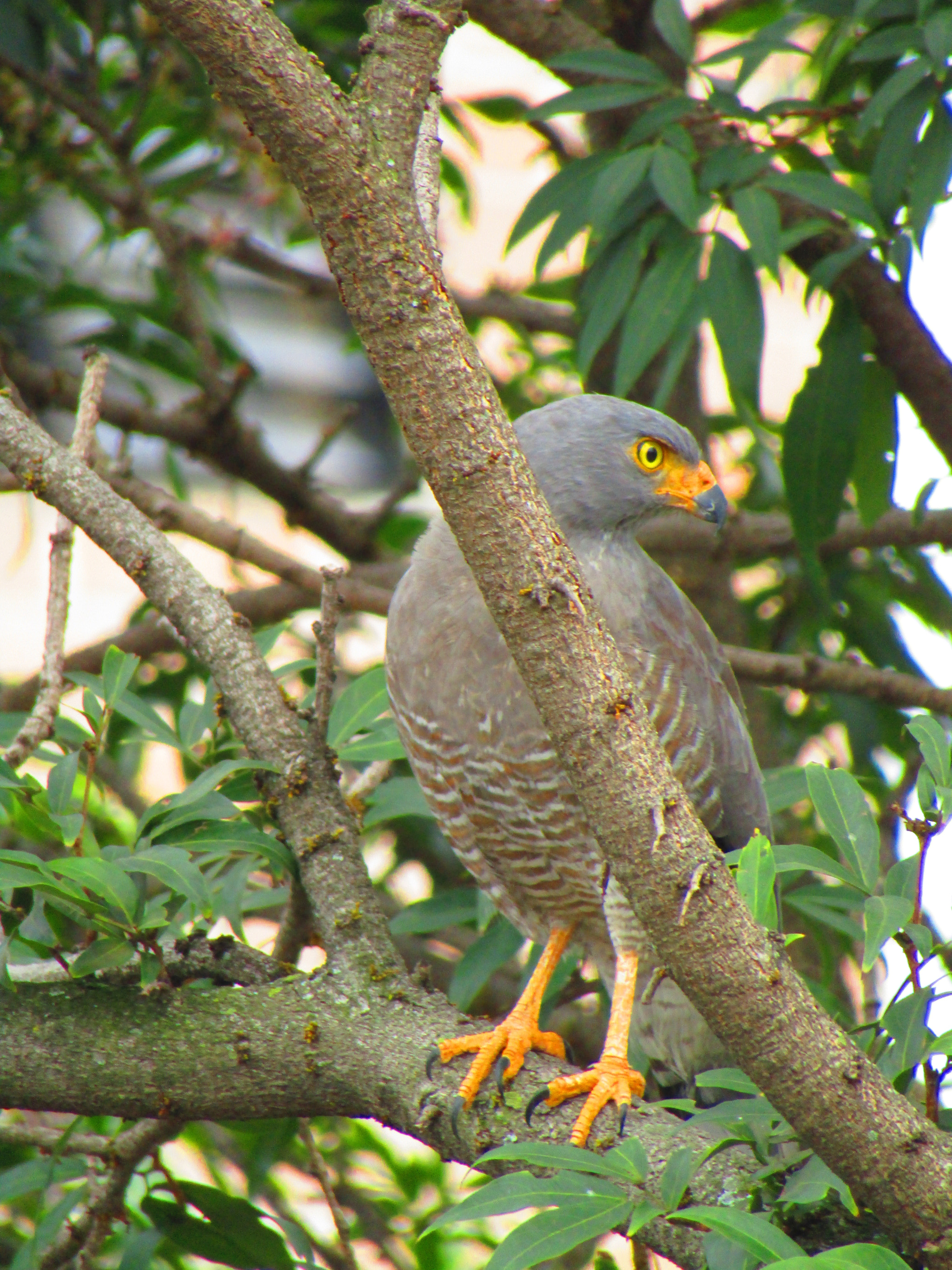 Canon PowerShot SX420 IS sample photo. Hiding in the trees photography