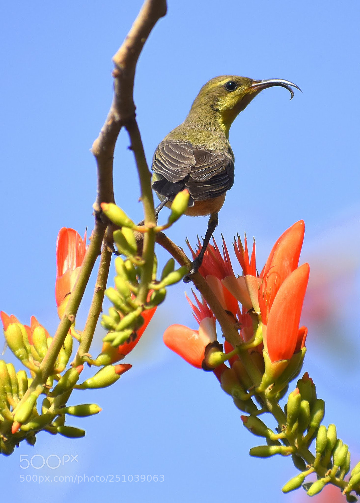 Nikon D7200 sample photo. Sunbird photography