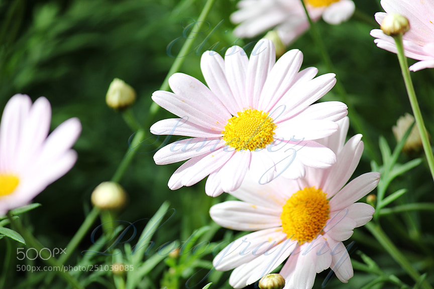 Canon EOS 550D (EOS Rebel T2i / EOS Kiss X4) sample photo. # 18 photography