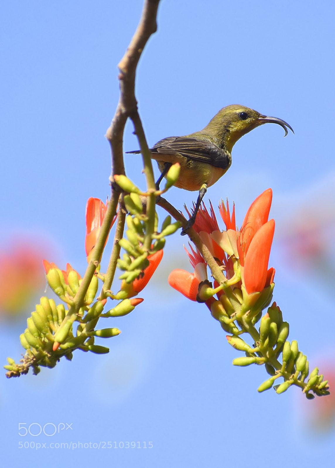 Nikon D7200 sample photo. Sunbird photography