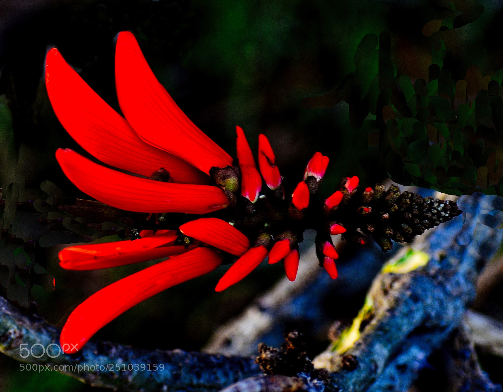 Nikon D7200 sample photo. A red pinecomb flower photography