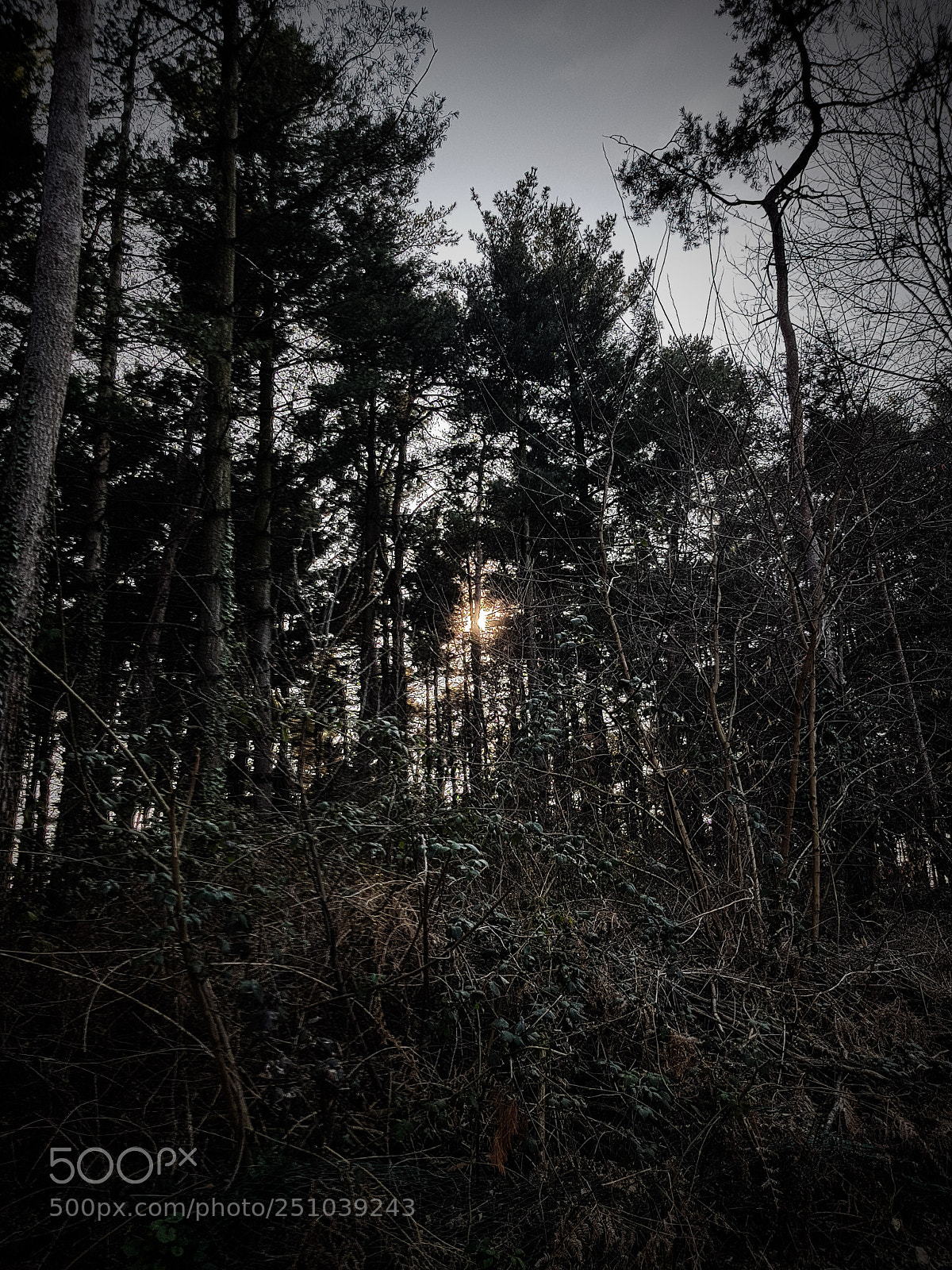 Samsung Galaxy S8 sample photo. The forest photography