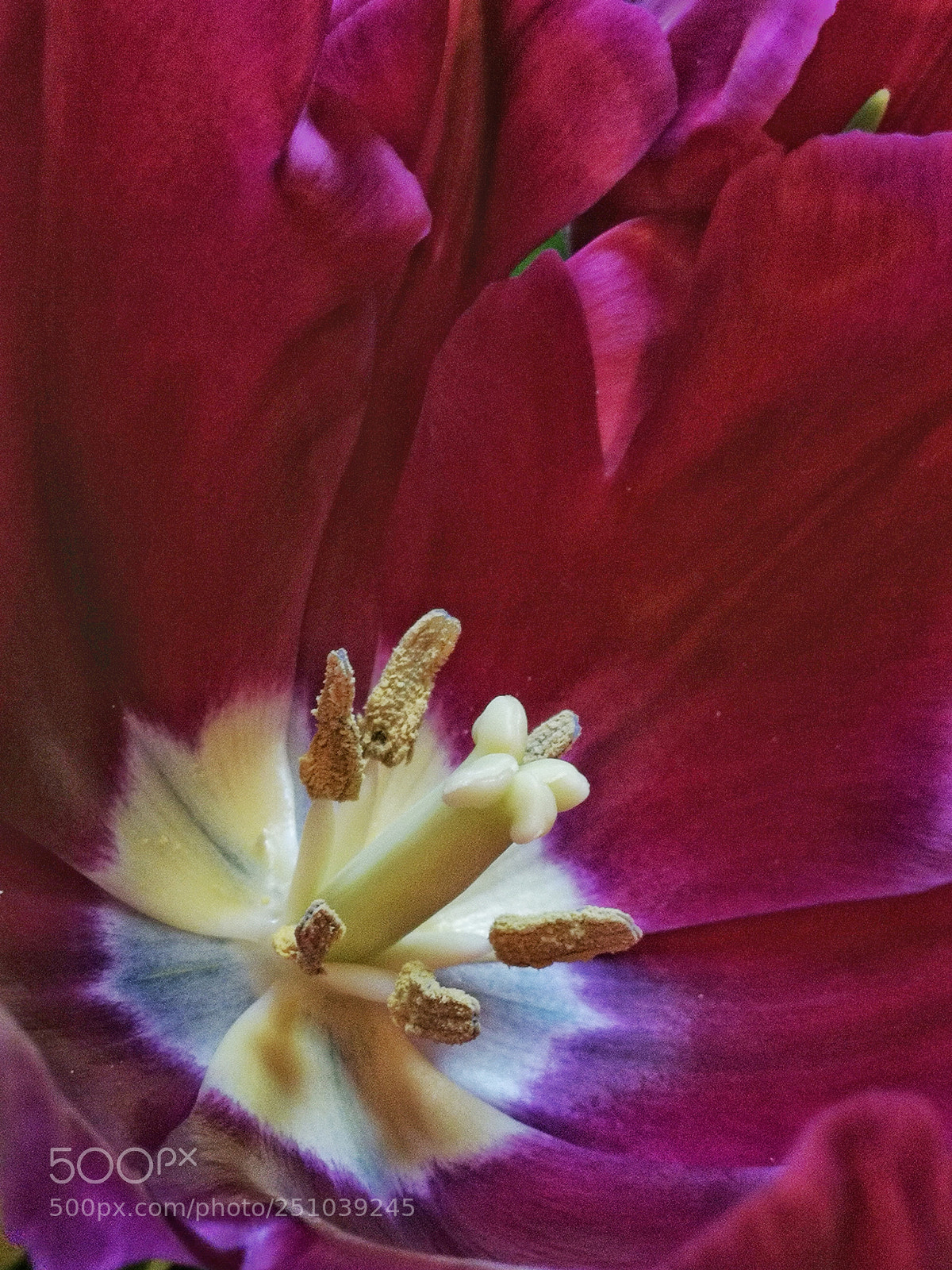 HUAWEI P10 sample photo. Tulip day 3 photography