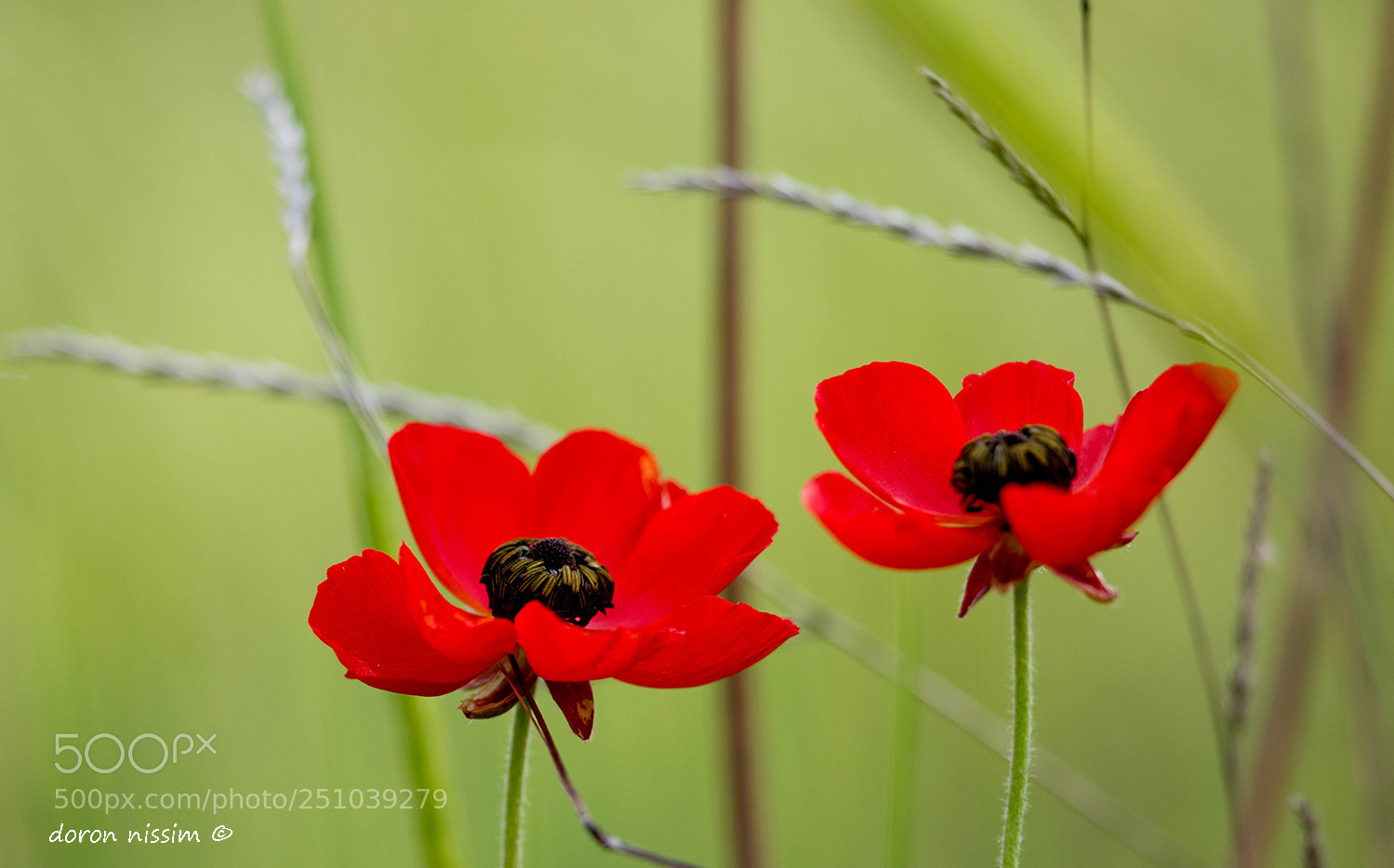 Canon EOS 5D Mark IV sample photo. Red photography