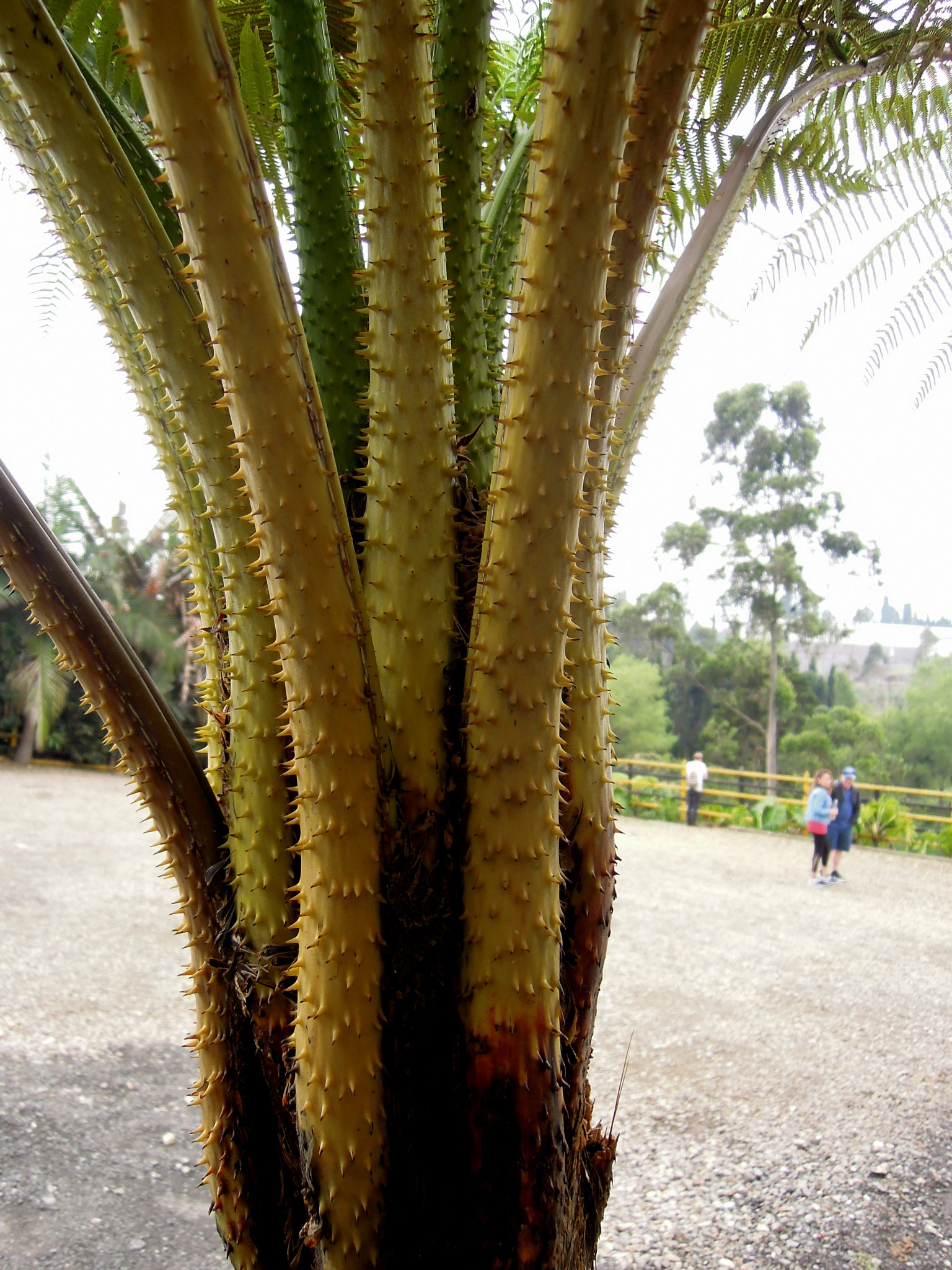 Nikon Coolpix P300 sample photo. A tall spiny plant photography