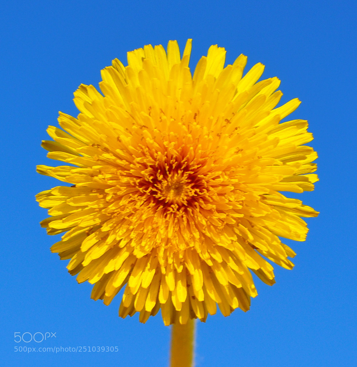 Nikon D7200 sample photo. A gold daisy flower photography