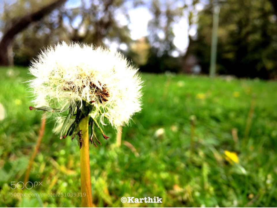 Apple iPhone 6s Plus sample photo. Standing tall photography