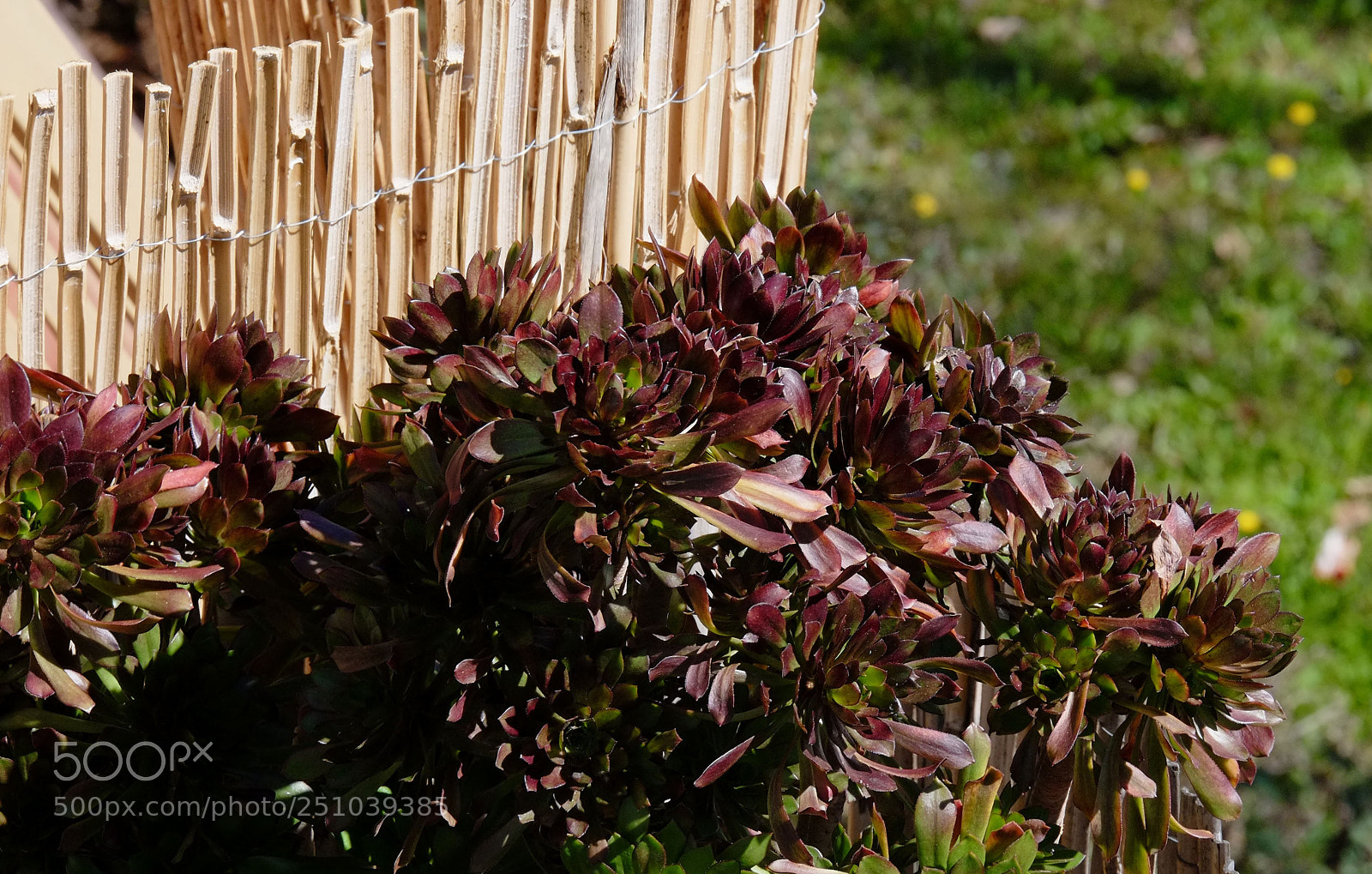 Fujifilm X-E1 sample photo. Dscf photography