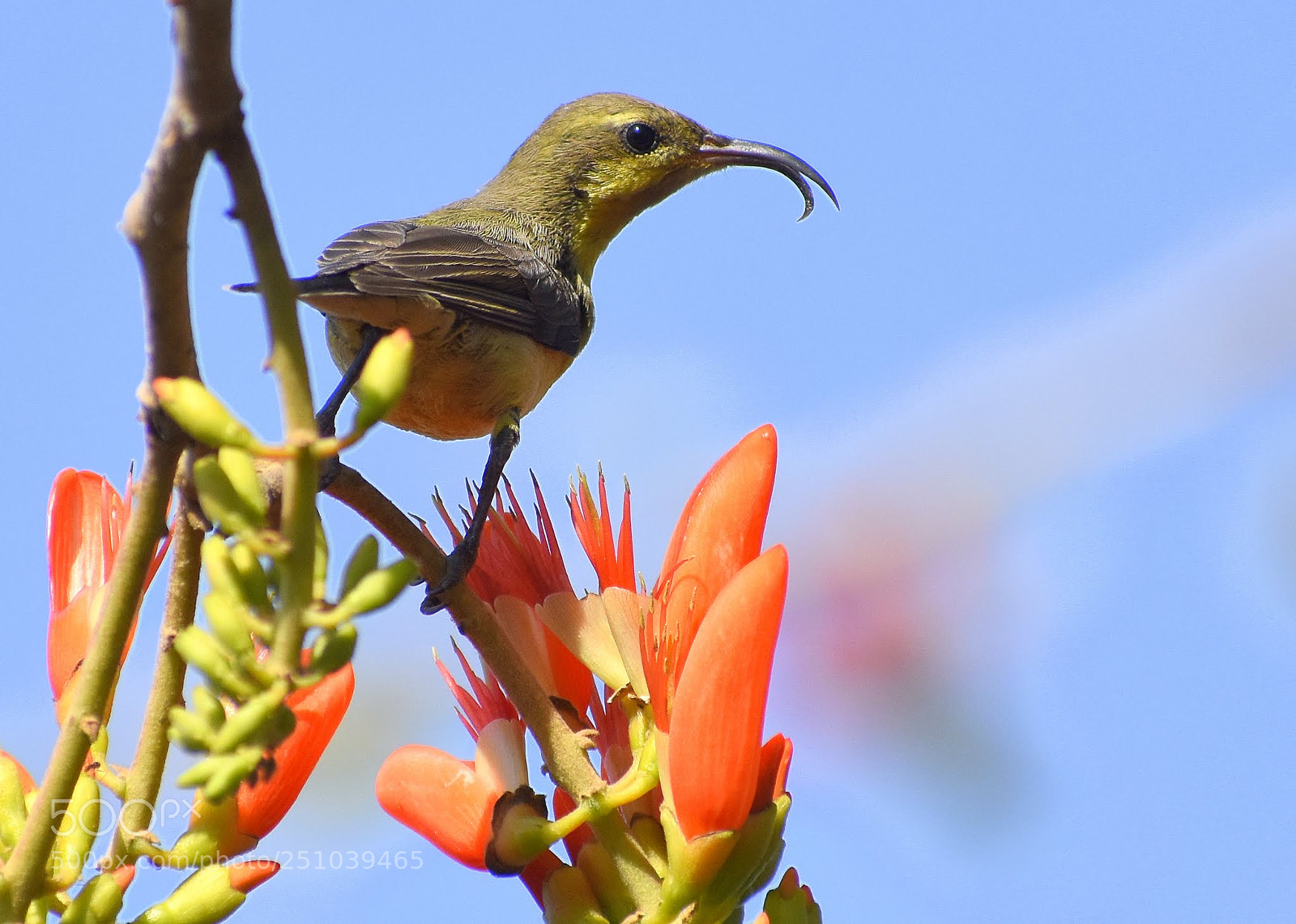 Nikon D7200 sample photo. Sunbird photography