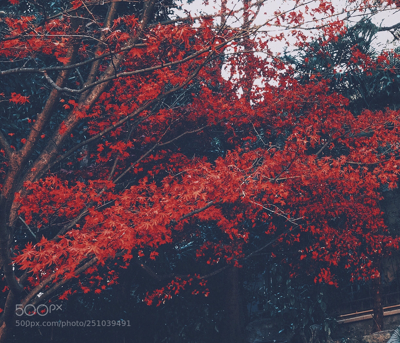 Apple iPhone 8 Plus sample photo. Maple tree photography