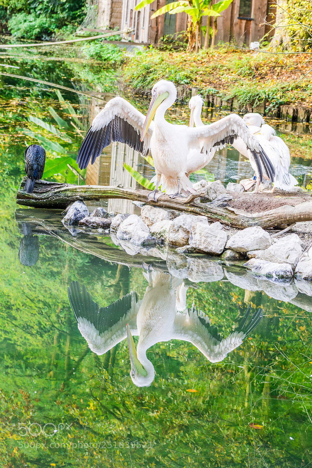 Nikon D7100 sample photo. Narcisse photography