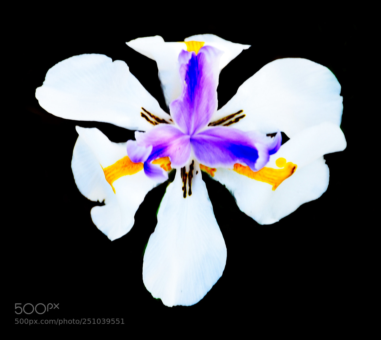 Nikon D7200 sample photo. A deep white iris photography