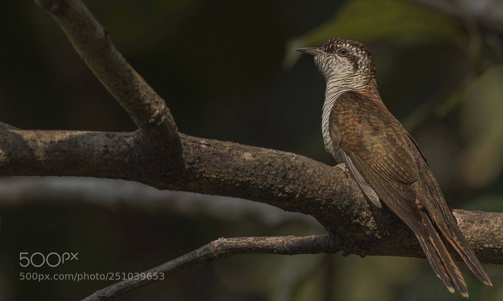Nikon D500 sample photo. Banded bay cuckoo photography