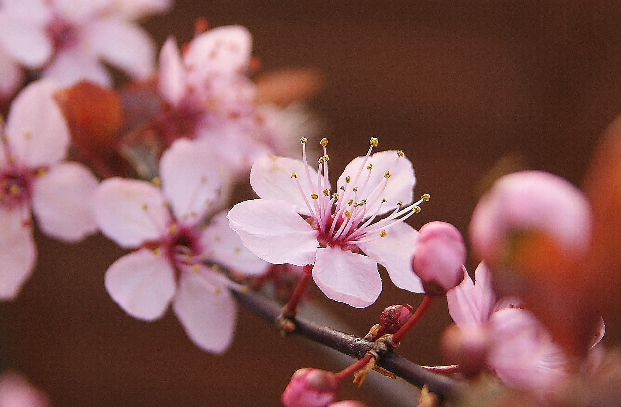 Sony Alpha DSLR-A380 sample photo. My backyard bloom ... photography