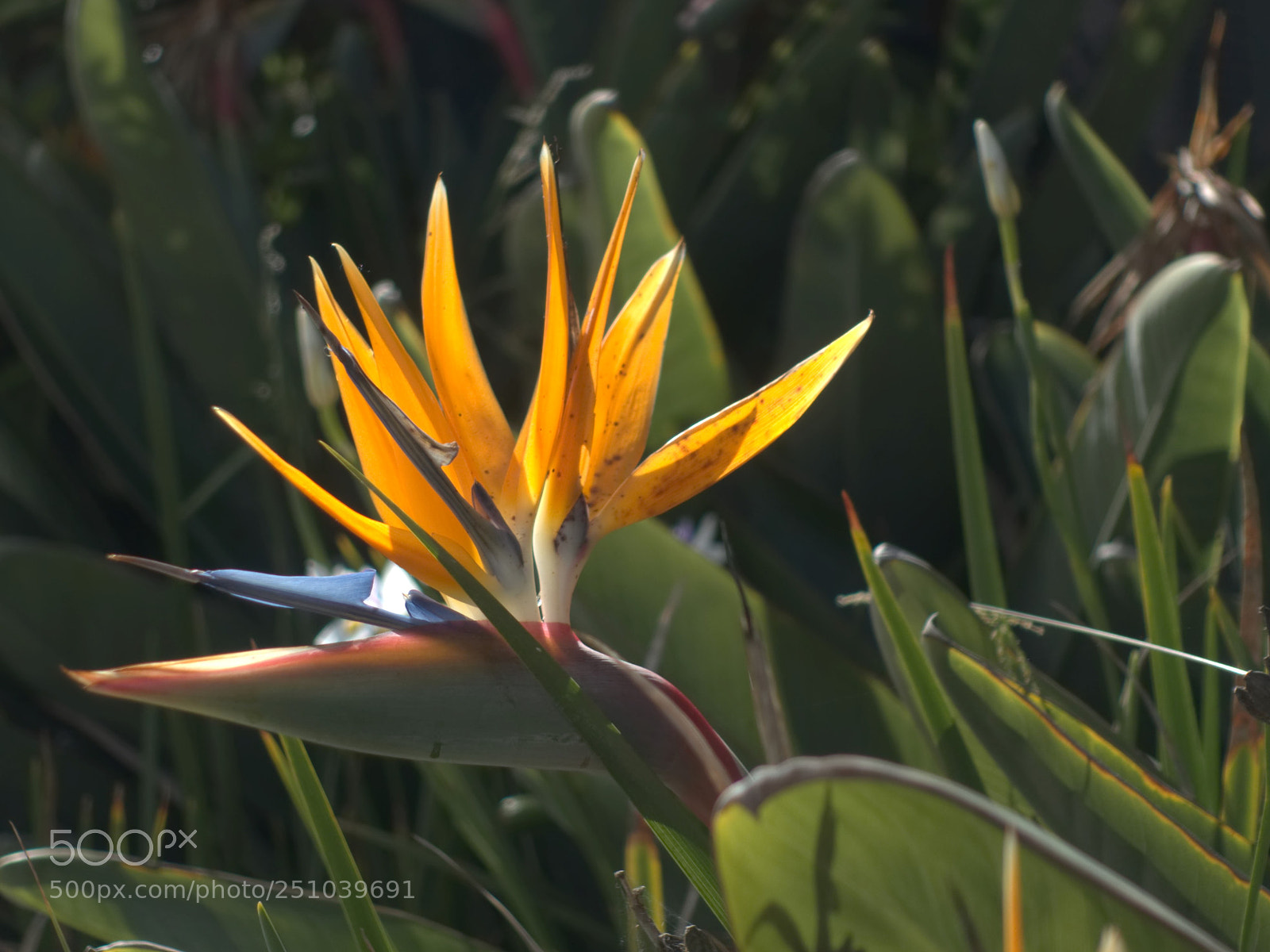 Sony Cyber-shot DSC-RX100 III sample photo. Bird of paradise photography