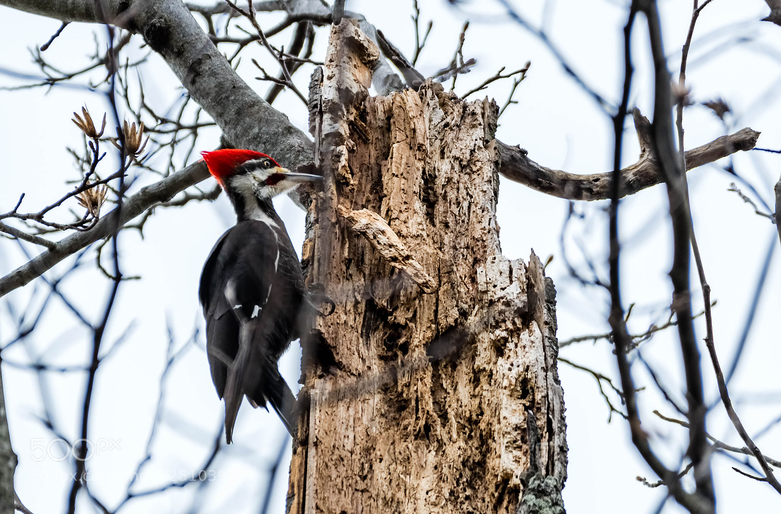 Nikon D500 sample photo. Pileated woodpecker photography