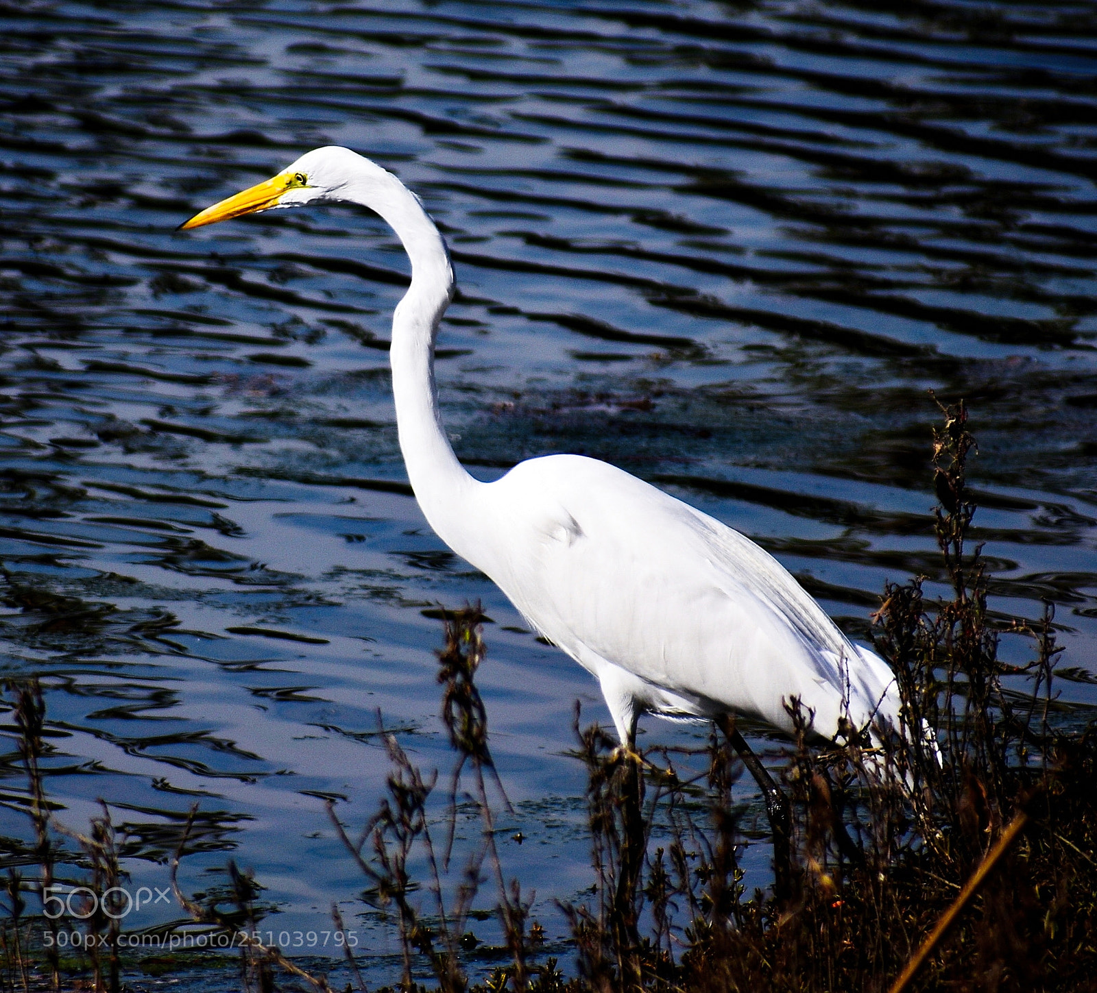 Nikon D7200 sample photo. A white egret looking photography