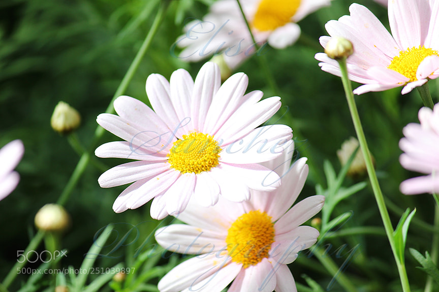 Canon EOS 550D (EOS Rebel T2i / EOS Kiss X4) sample photo. # 19 photography