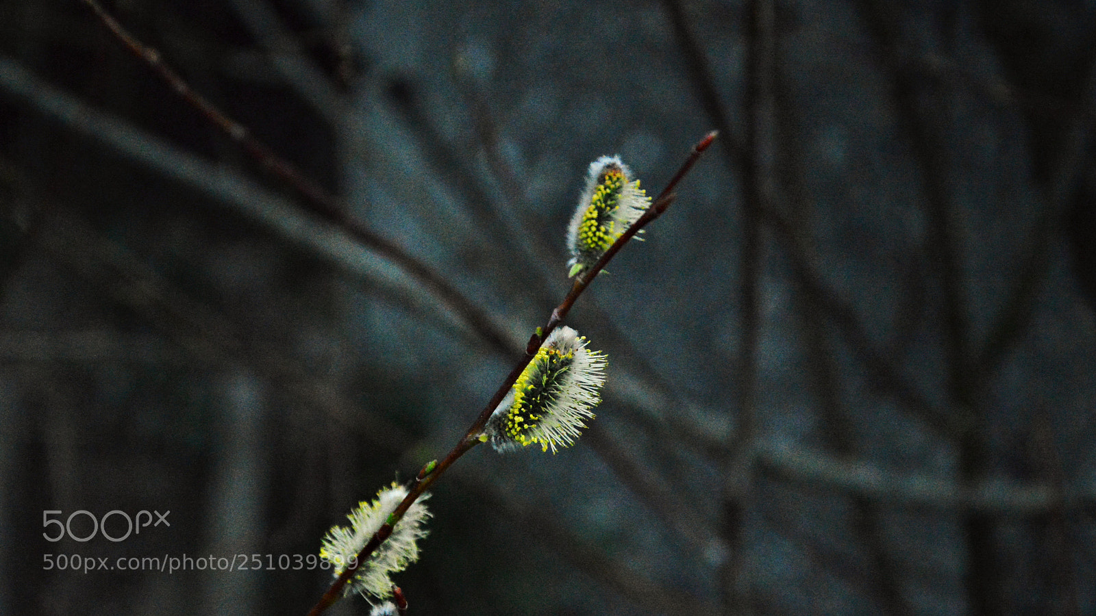 Nikon D3200 sample photo. Untitled photography