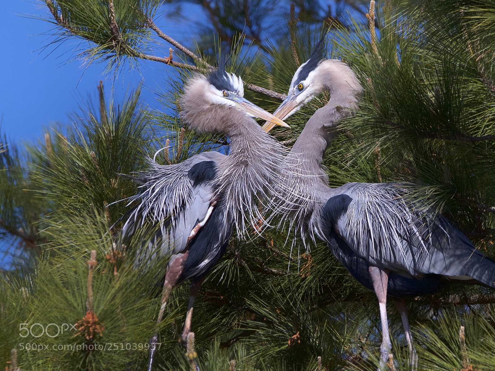 Canon EOS 7D sample photo. Great blue herons in photography