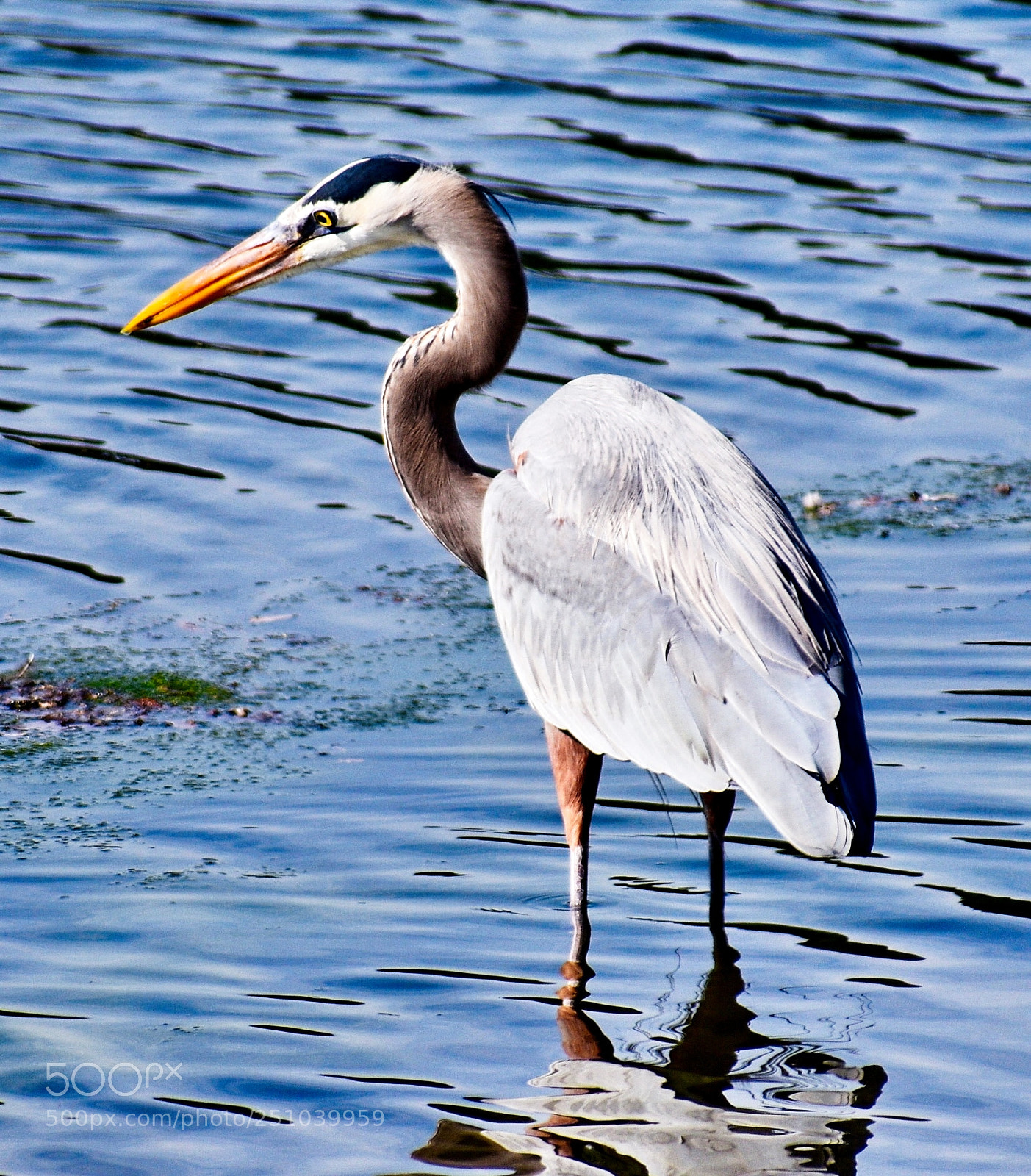 Nikon D7200 sample photo. A blue heron looking photography
