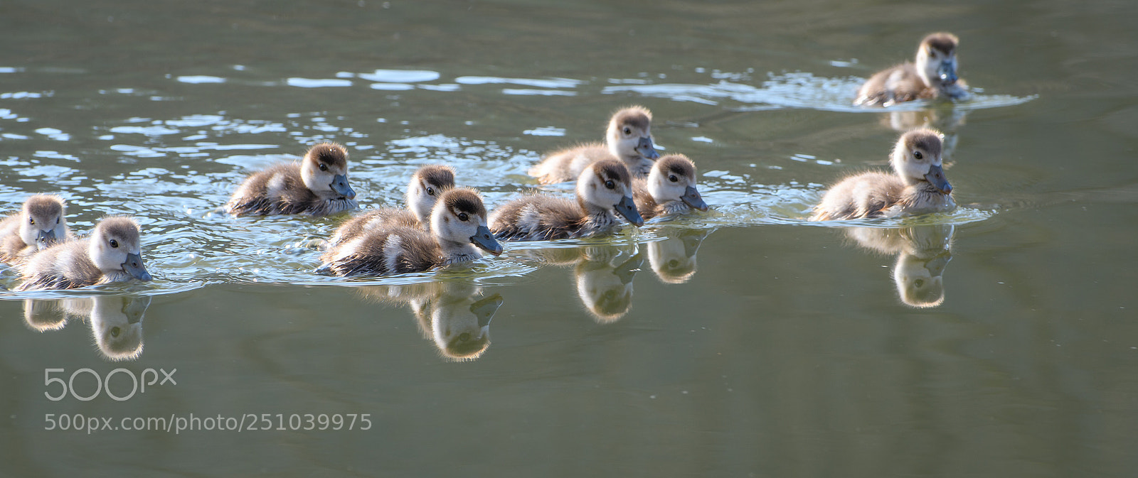 Nikon D500 sample photo. Here we come! photography