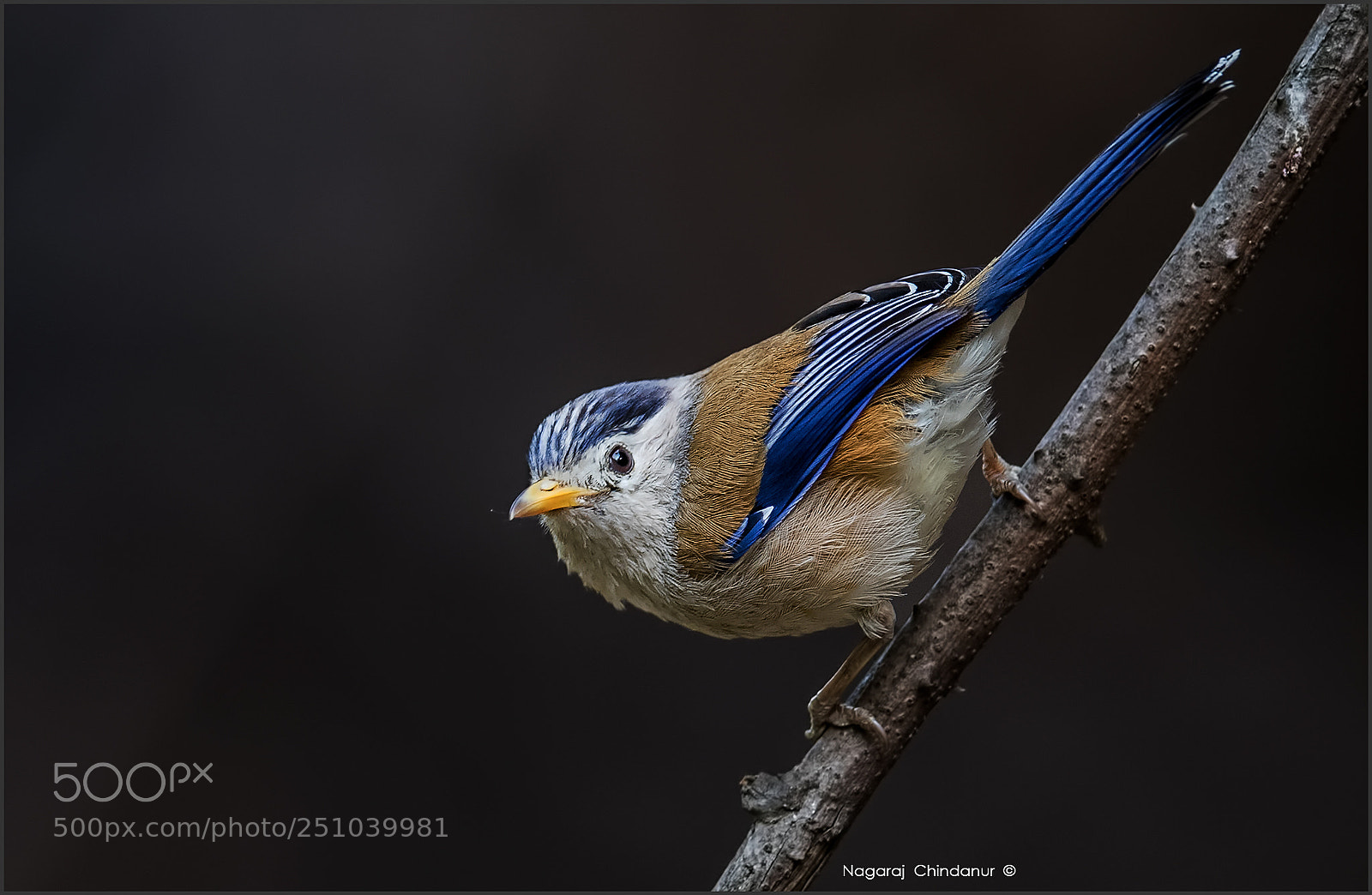 Nikon D5 sample photo. Blue-winged siva photography