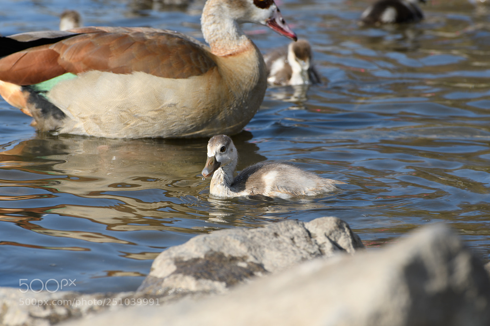 Nikon D500 sample photo. Observation photography